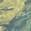 ladyfish