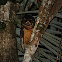 Tawny-browed Owl