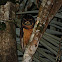 Tawny-browed Owl