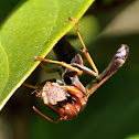 Paper Wasp