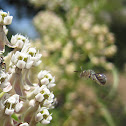 Milkweed