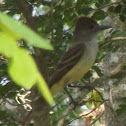 Copetón yucateco