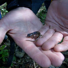Arboreal Salamander