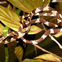 Common Blunt-Headed Tree Snake