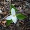 Large-flowered Trillium
