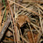 Northern Spring Peeper 
