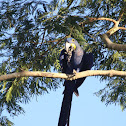 Hyacinth Macaw