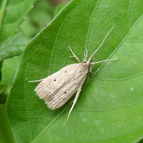 Spotting Image 1