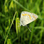 Common Blue / Obični plavac ♀
