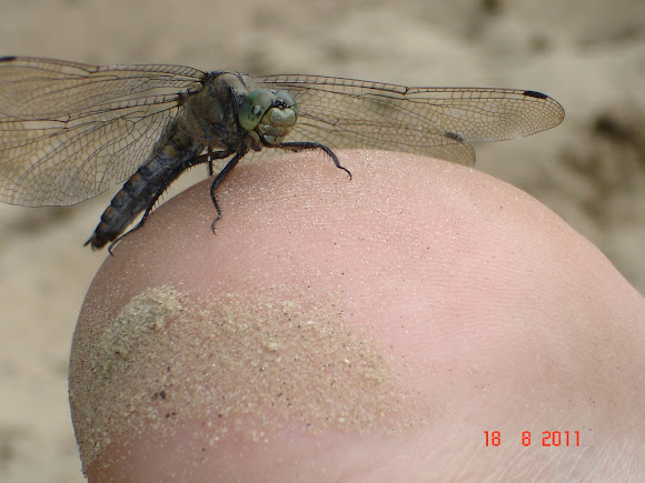 Spotting Image 1