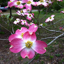 Pink Dogwood