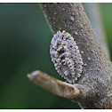 Insect