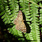 Speckled Wood Butterfly