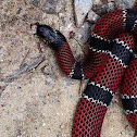Coral snake