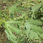 Giant Ragweed