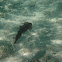 Caribbean Reef Squid