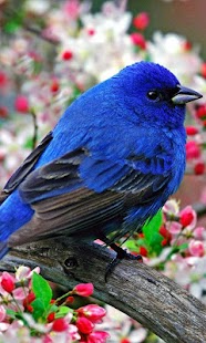 How to mod Birds Live Wallpaper 6.0 apk for android