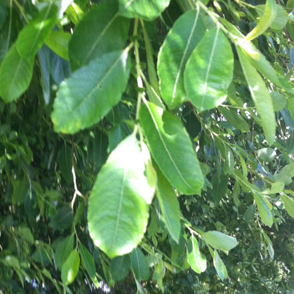 Spotting Image 1