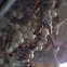 Paper Wasp