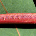 Caterpillar