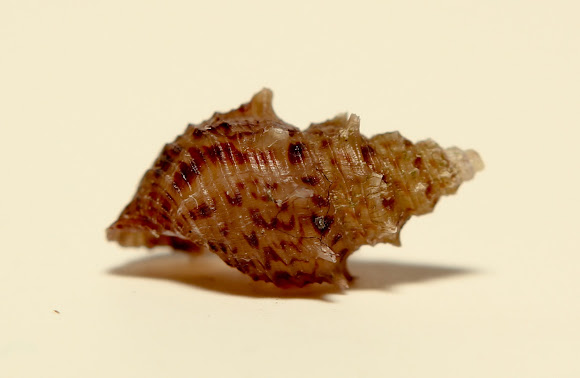 Spotting Image 1