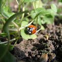 Ladybird