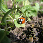 Ladybird