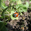 Ladybird