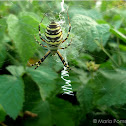 Wasp Spider