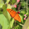 Gulf Fritillary