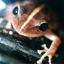 Coquí Puertorriqueño