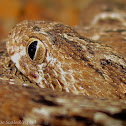 Saw Scaled Viper