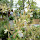 Orquideas y bromelias (Orchids and Bromeliads) of Southern Mexico