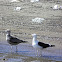Kelp gull