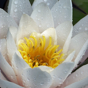 by Irena Klemenčič - Nature Up Close Flowers
