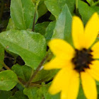 Common sunflower