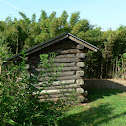 River Cane