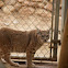 Eurasian Lynx