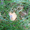 Common mushroom