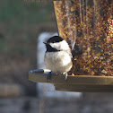 Carolina Chickadee