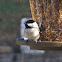 Carolina Chickadee