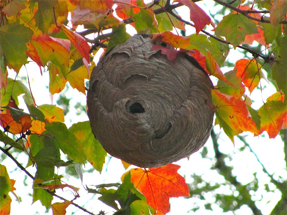 Spotting Image 1