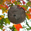 Bald-faced Hornet (nest)