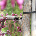 Bumble Bee