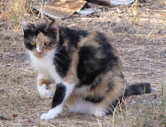Spotting Image 1