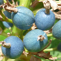 Blue Ginger Seed ( NATIVE AUSTRALIAN GINGER)