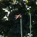 Dragon fly