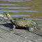 Short Necked Turtle