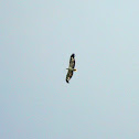 white-bellied sea eagle