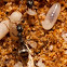 Ant